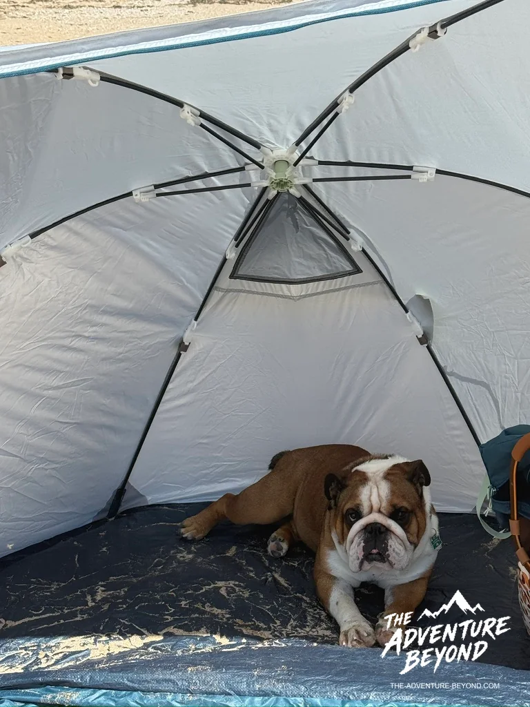 Winston entspannt in der Strandmuschel