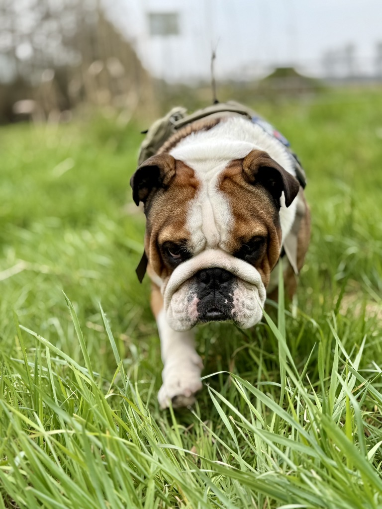 Winston läuft durch grünes Gras auf die Kamera zu
