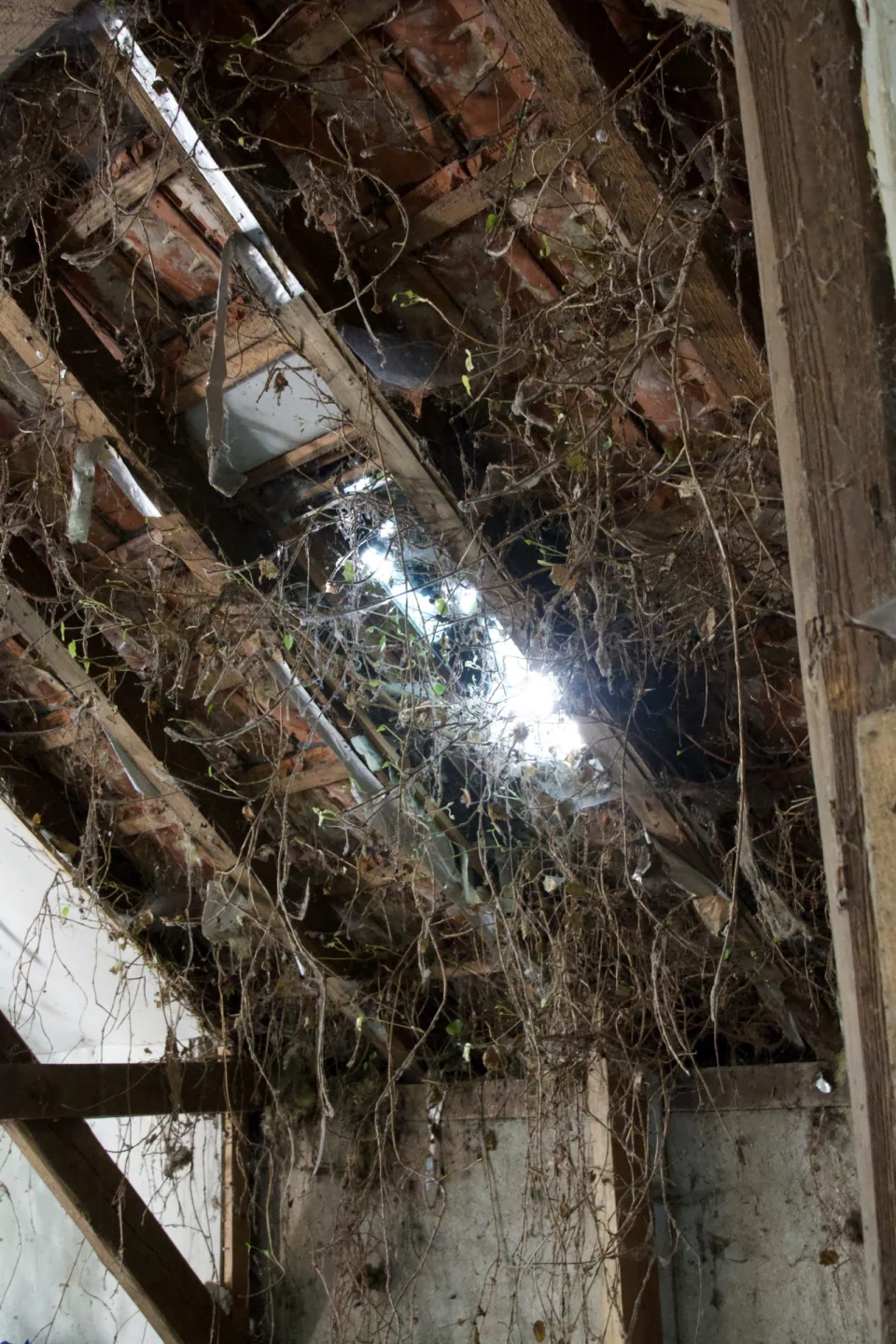Lücken in der Dachkonstruktion und einwachsende Vegetation.