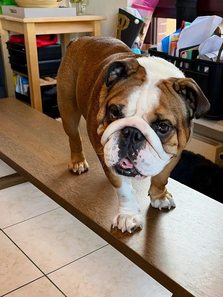 Winston steht auf einer Holzbank und schaut in die Kamera